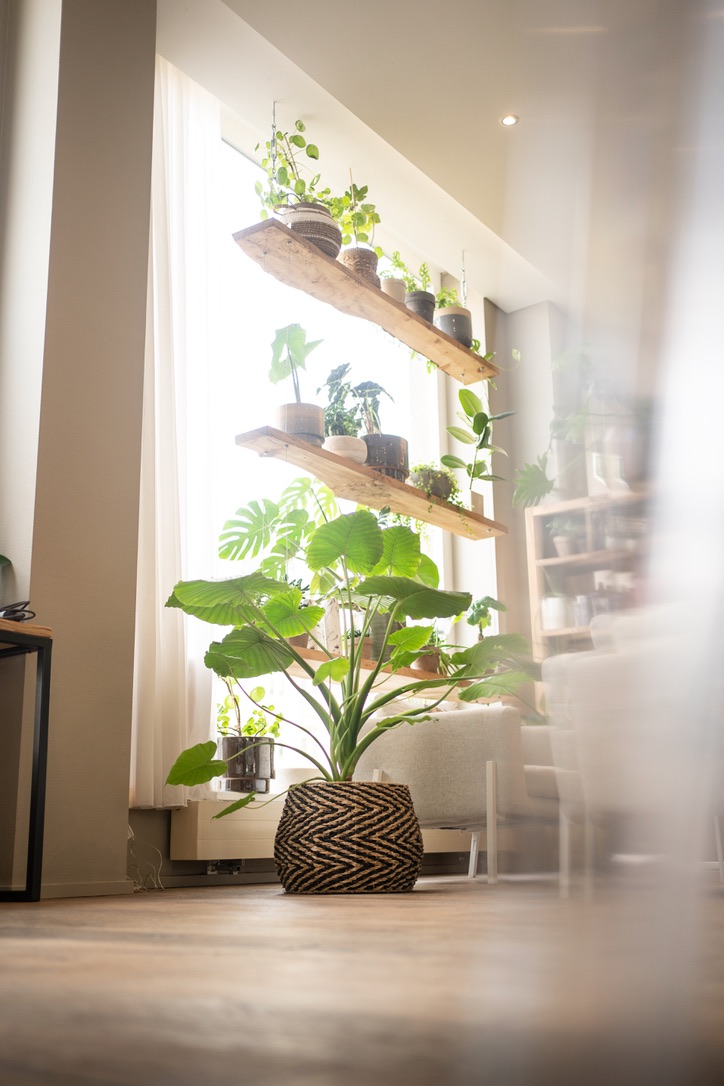 Lush plants in a woven basket and on wooden shelves beside the salon window